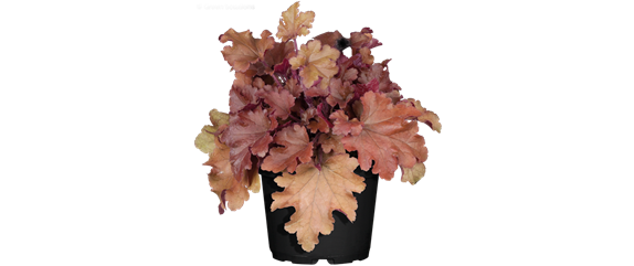 EIN KUNTERBUNTER HERBST! EIN KUNTERBUNTER HERBST!