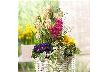 PFLANZIDEEN: FRüHLINGSBLüHER