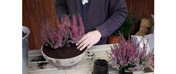 KNOSPENHEIDE - EINPFLANZEN IN EIN GEFÄSS KNOSPENHEIDE - EINPFLANZEN IN EIN GEFÄSS