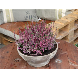 KNOSPENHEIDE - EINPFLANZEN IN EIN GEFÄSS KNOSPENHEIDE - EINPFLANZEN IN EIN GEFÄSS