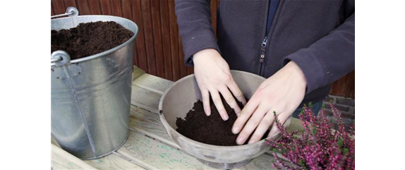 KNOSPENHEIDE - EINPFLANZEN IN EIN GEFÄSS KNOSPENHEIDE - EINPFLANZEN IN EIN GEFÄSS