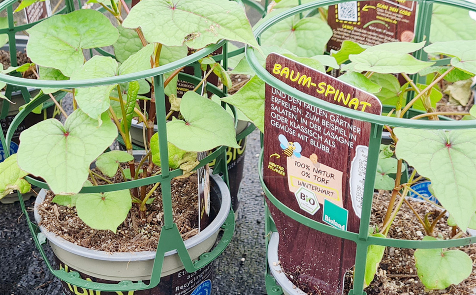 Rülckers Kräutersortiment - Baumspinat (Fagopyrum cymosum)