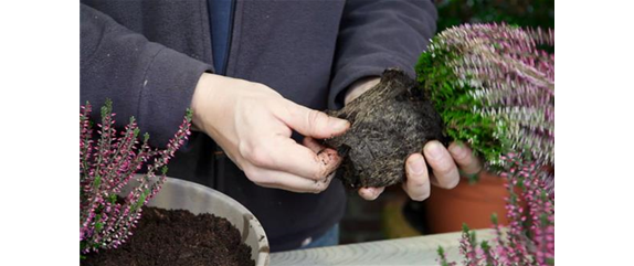 KNOSPENHEIDE - EINPFLANZEN IN EIN GEFÄSS KNOSPENHEIDE - EINPFLANZEN IN EIN GEFÄSS