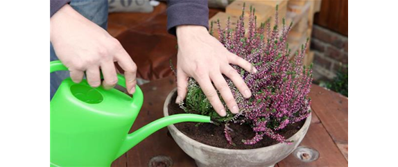 KNOSPENHEIDE - EINPFLANZEN IN EIN GEFÄSS KNOSPENHEIDE - EINPFLANZEN IN EIN GEFÄSS