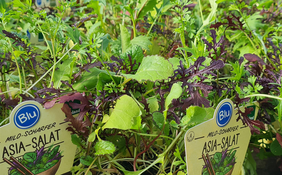 Rülckers Kräutersortiment - Asia-Salat/ Tiger-Senf