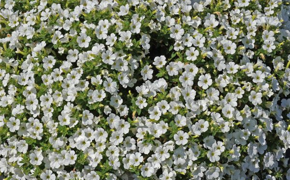 Die Neuheit des Jahres - Petunia´Itsy´Petite Fleur