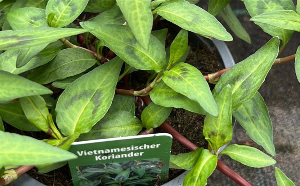 Rülckers Kräutersortiment - Vietnamesischer Koriander