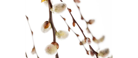DER FRüHLING WIRD BUNT DER FRüHLING WIRD BUNT