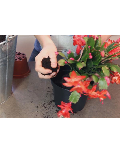 WEIHNACHTSKAKTUS - EINPFLANZEN IN EIN GEFÄß WEIHNACHTSKAKTUS - EINPFLANZEN IN EIN GEFÄß