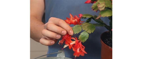 WEIHNACHTSKAKTUS - EINPFLANZEN IN EIN GEFÄß WEIHNACHTSKAKTUS - EINPFLANZEN IN EIN GEFÄß