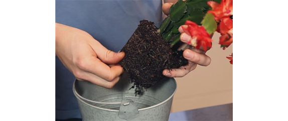 WEIHNACHTSKAKTUS - EINPFLANZEN IN EIN GEFÄß WEIHNACHTSKAKTUS - EINPFLANZEN IN EIN GEFÄß