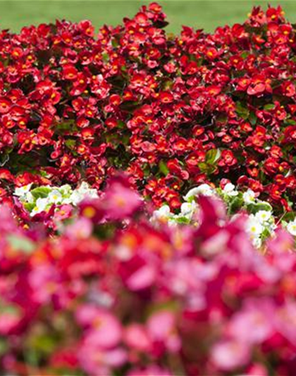 Begonia semperflorens