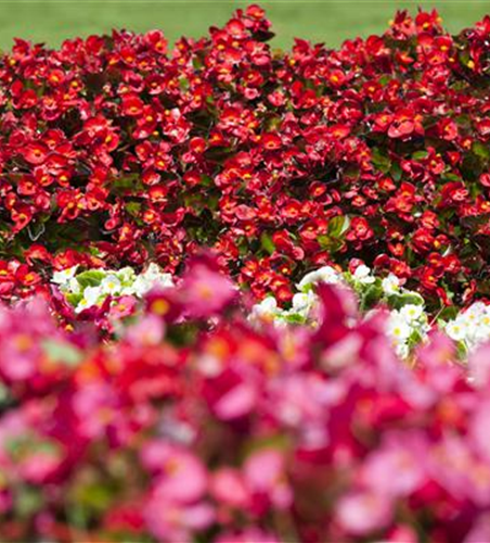 Begonia semperflorens