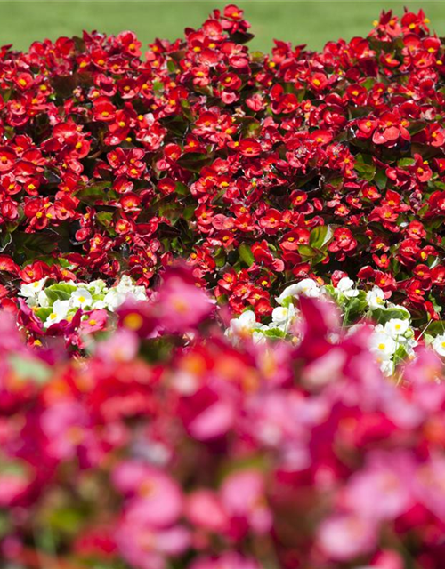 Begonia semperflorens