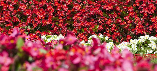 Begonia semperflorens