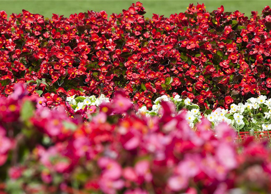 Begonia semperflorens