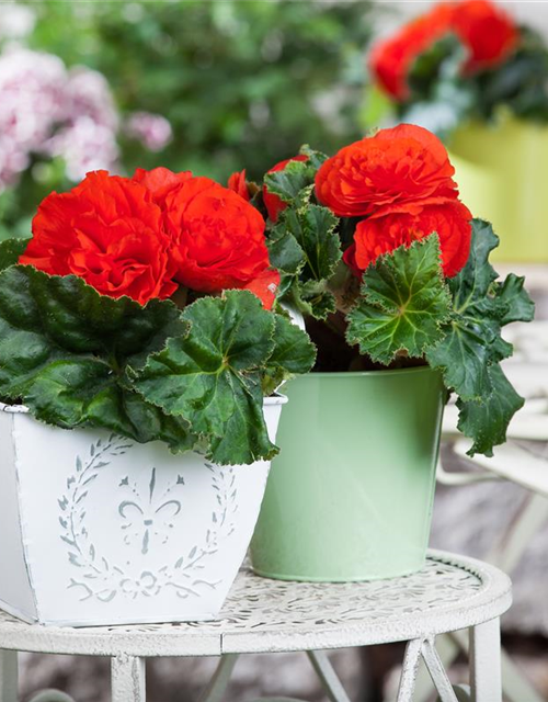 Begonia tuberhybrida 