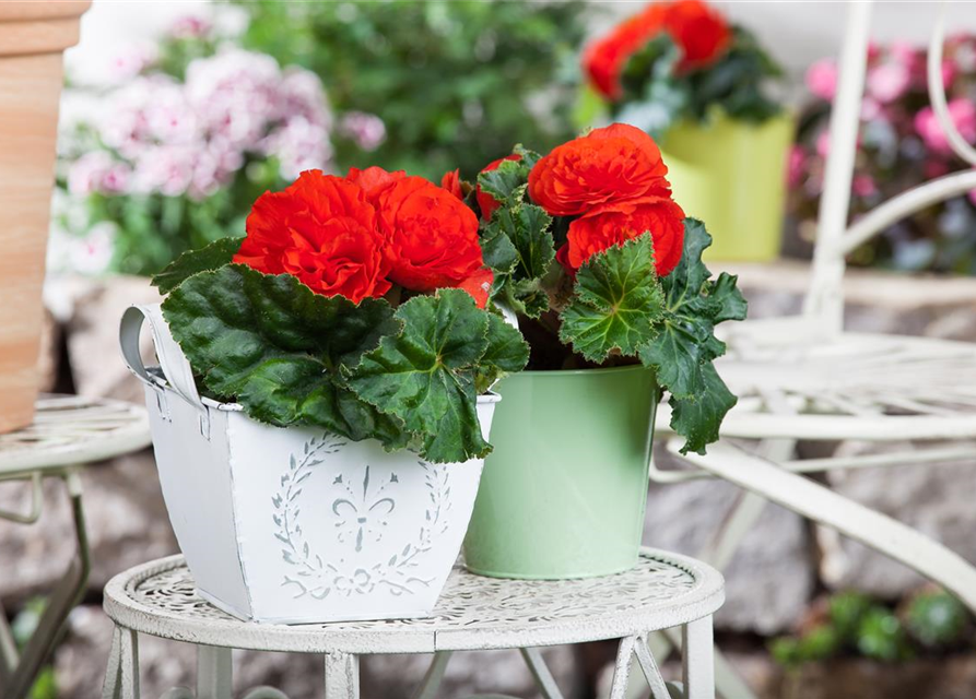 Begonia tuberhybrida 