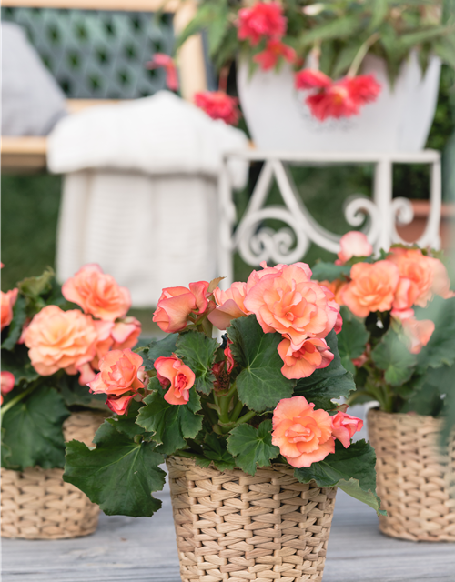 Begonia tuberhybrida 