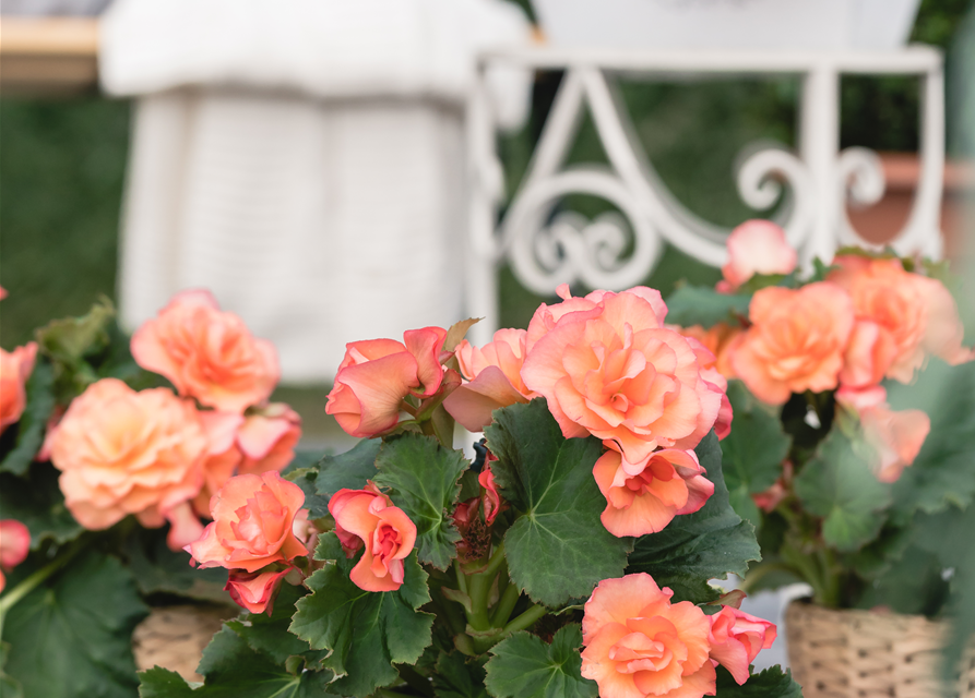 Begonia tuberhybrida 