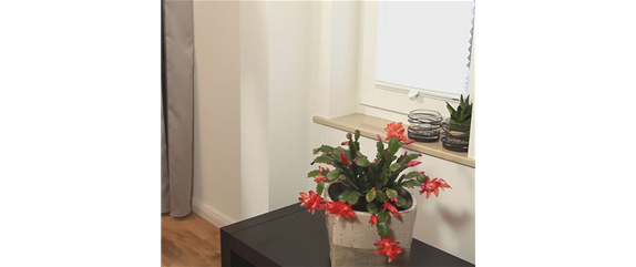 WEIHNACHTSKAKTUS - EINPFLANZEN IN EIN GEFÄß WEIHNACHTSKAKTUS - EINPFLANZEN IN EIN GEFÄß