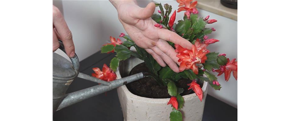 WEIHNACHTSKAKTUS - EINPFLANZEN IN EIN GEFÄß WEIHNACHTSKAKTUS - EINPFLANZEN IN EIN GEFÄß