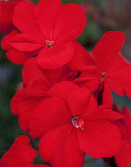Pelargonium zonale hyrbiden