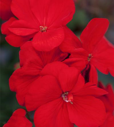 Pelargonium zonale hyrbiden