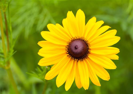 Sonnenhut Rudbeckia