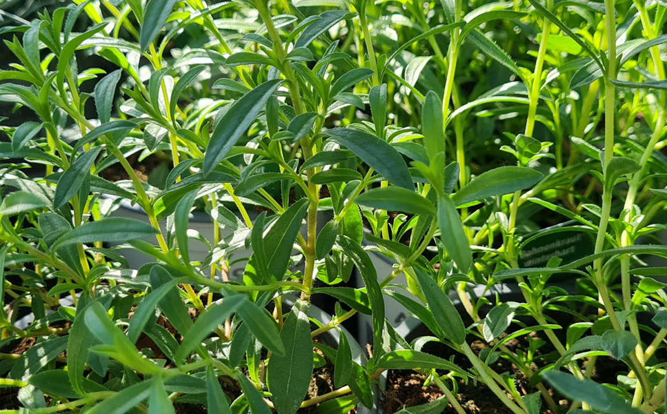 Rülckers Kräutersortiment - BOHNENKRAUT
