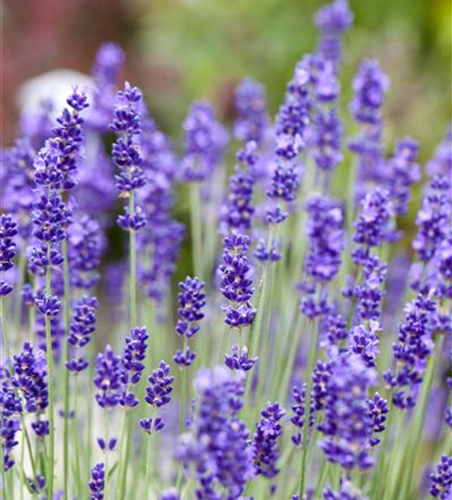 Lavendel