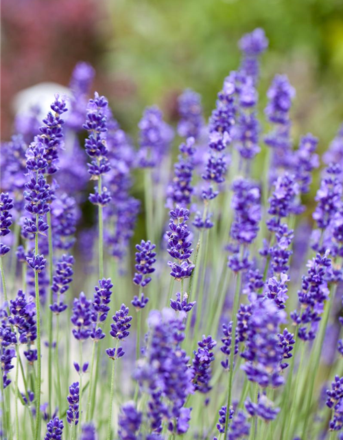 Lavendel