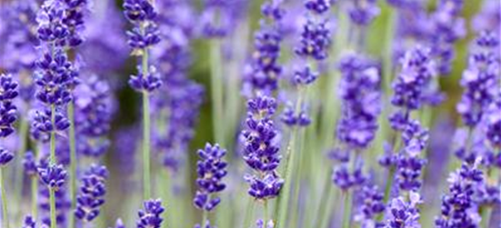 Lavendel