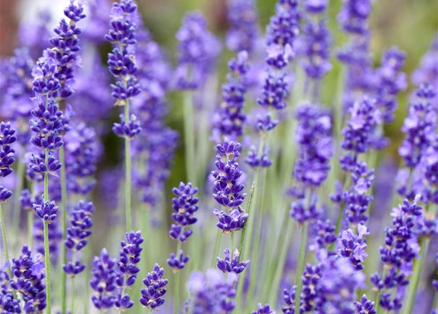 Lavendel