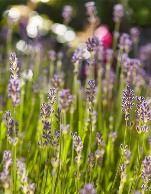 Lavendel