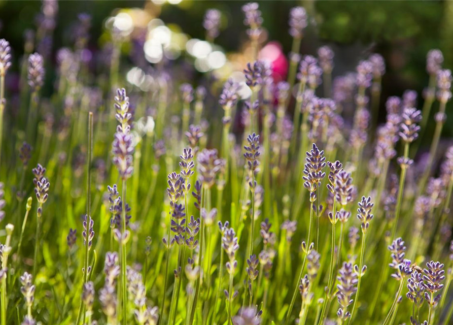 Lavendel