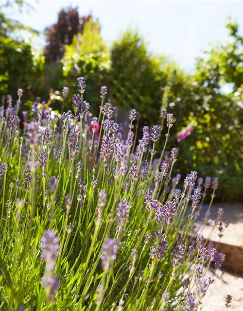 Lavendel