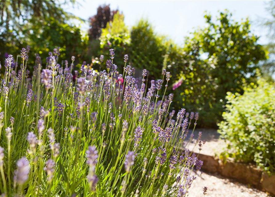 Lavendel