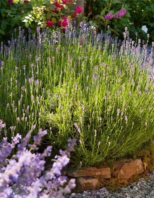 Lavendel