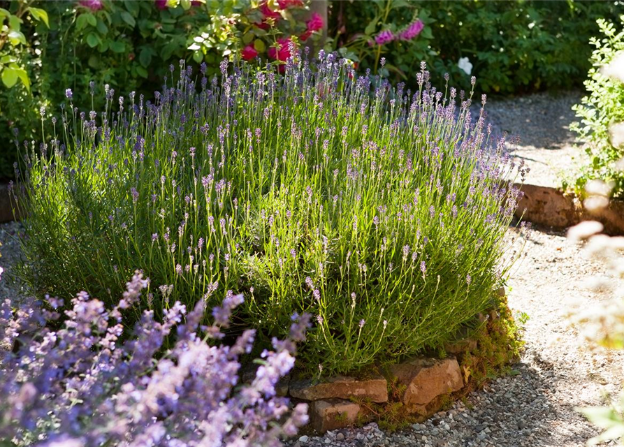 Lavendel