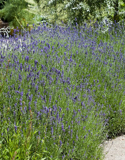Lavendel