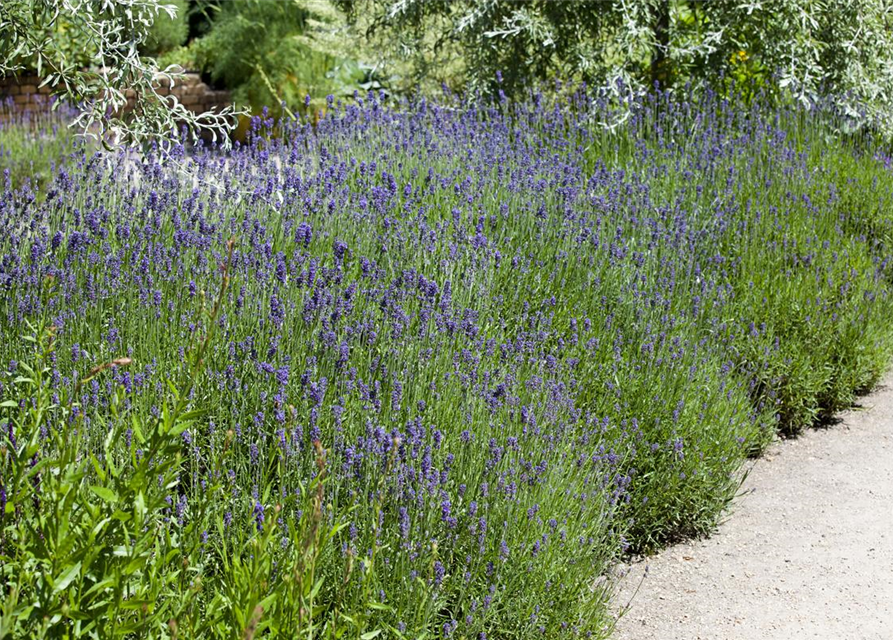 Lavendel