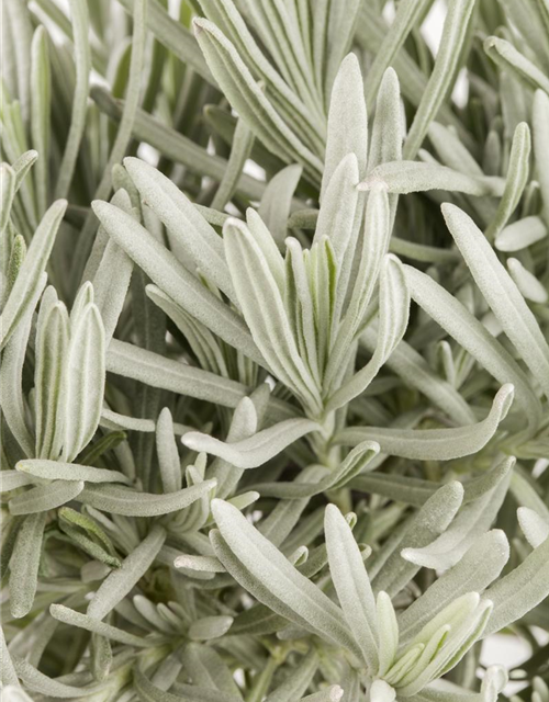 Lavendel