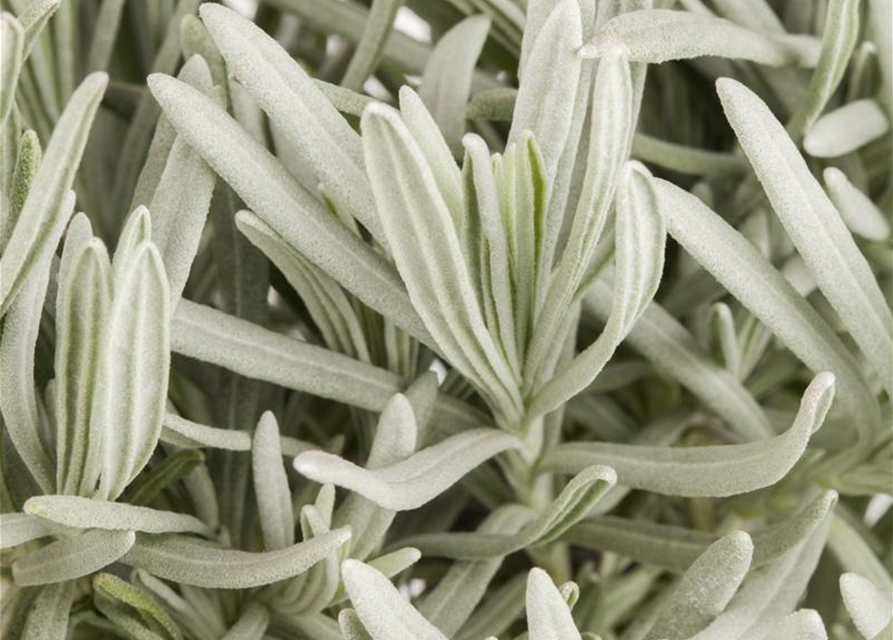 Lavendel
