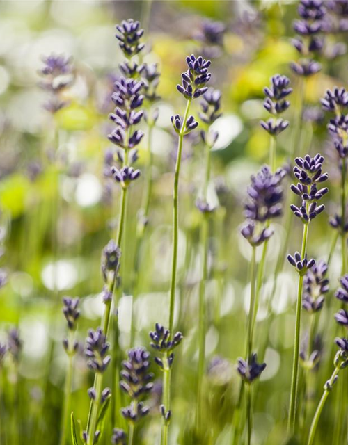 Lavendel