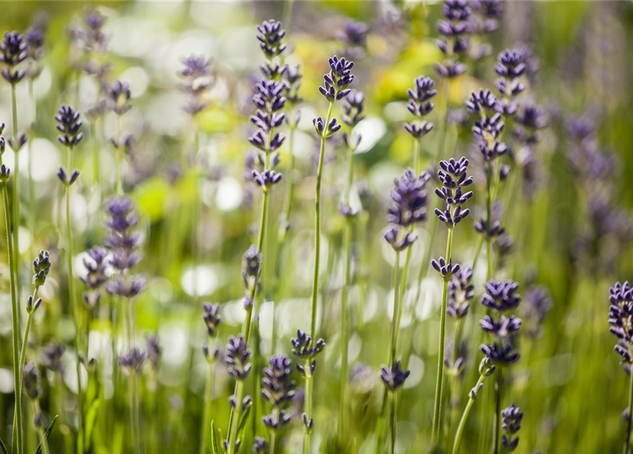 Lavendel