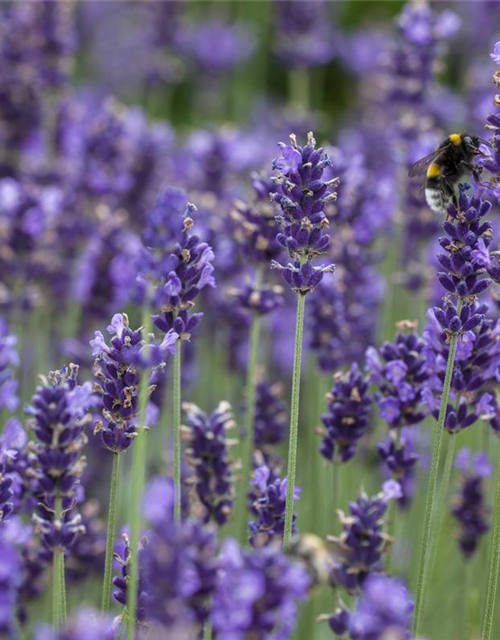 Lavendel