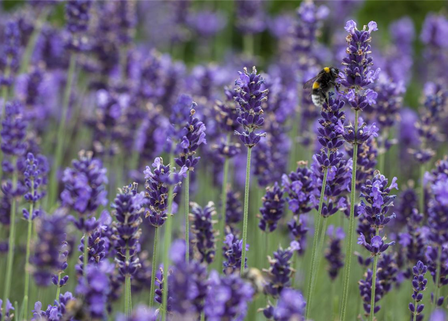 Lavendel