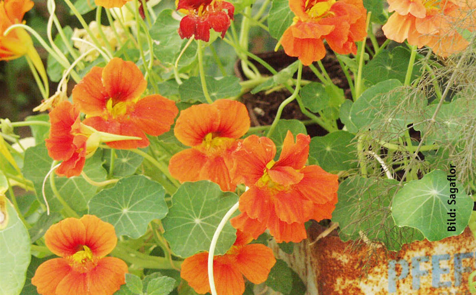 Rülckers Kräutersortiment - Kapuzinerkresse