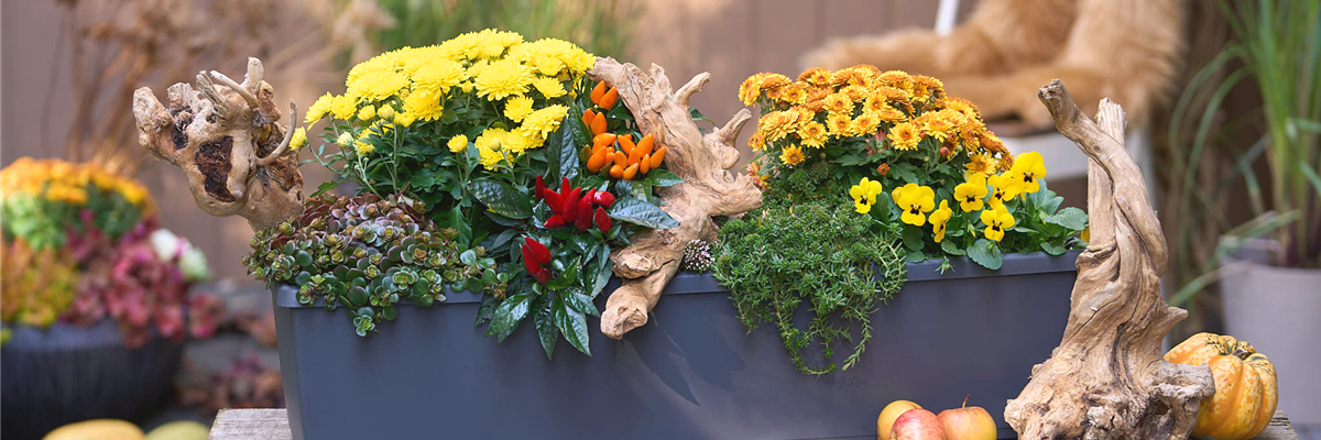 DER HERBST IM KASTEN!